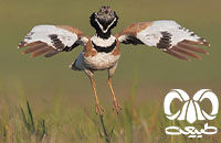  گونه زنگوله‌ بال Little Bustard